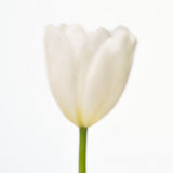 [Clearance | exp Mar 26] The First