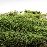 [Clearance | exp May 25] Naked Oak Moss 501