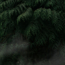 Load image into Gallery viewer, Hinoki 207
